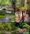Wallpapers - Wonderful Forests Pack