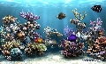 SimAQUARIUM 2.05