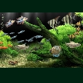 Dream Aquarium